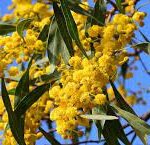 wattle flowers